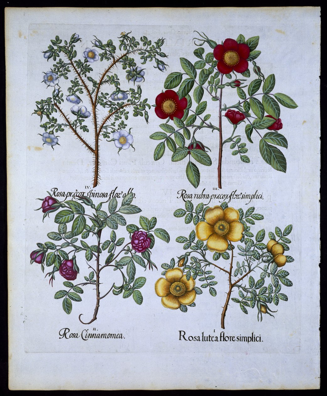 玫瑰，板块98来自Hortus Eystettensisby Basil Besler（1561-1629）酒吧。 1613（手工彩色雕刻） 作者 德国学校