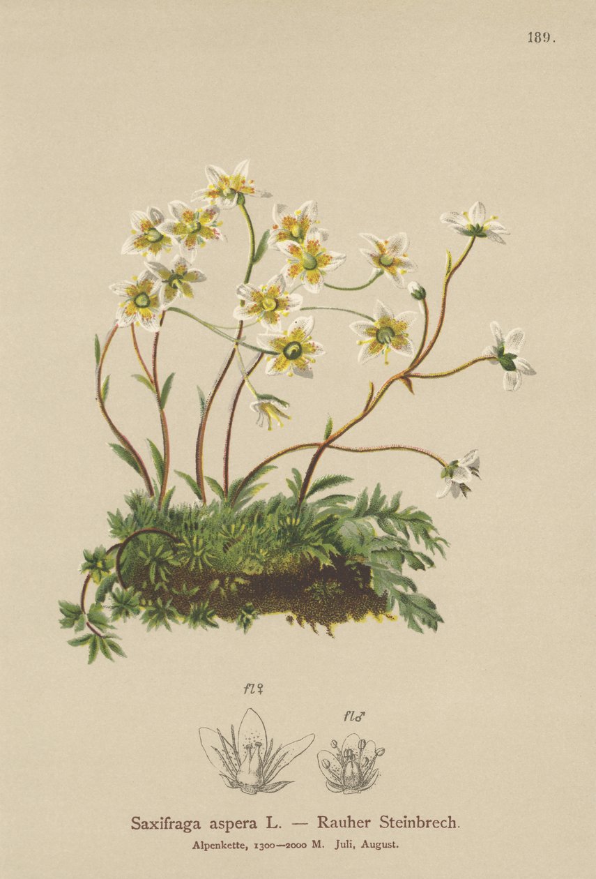 粗糙的Saxifrage（Saxifraga aspera） 作者 德国学校