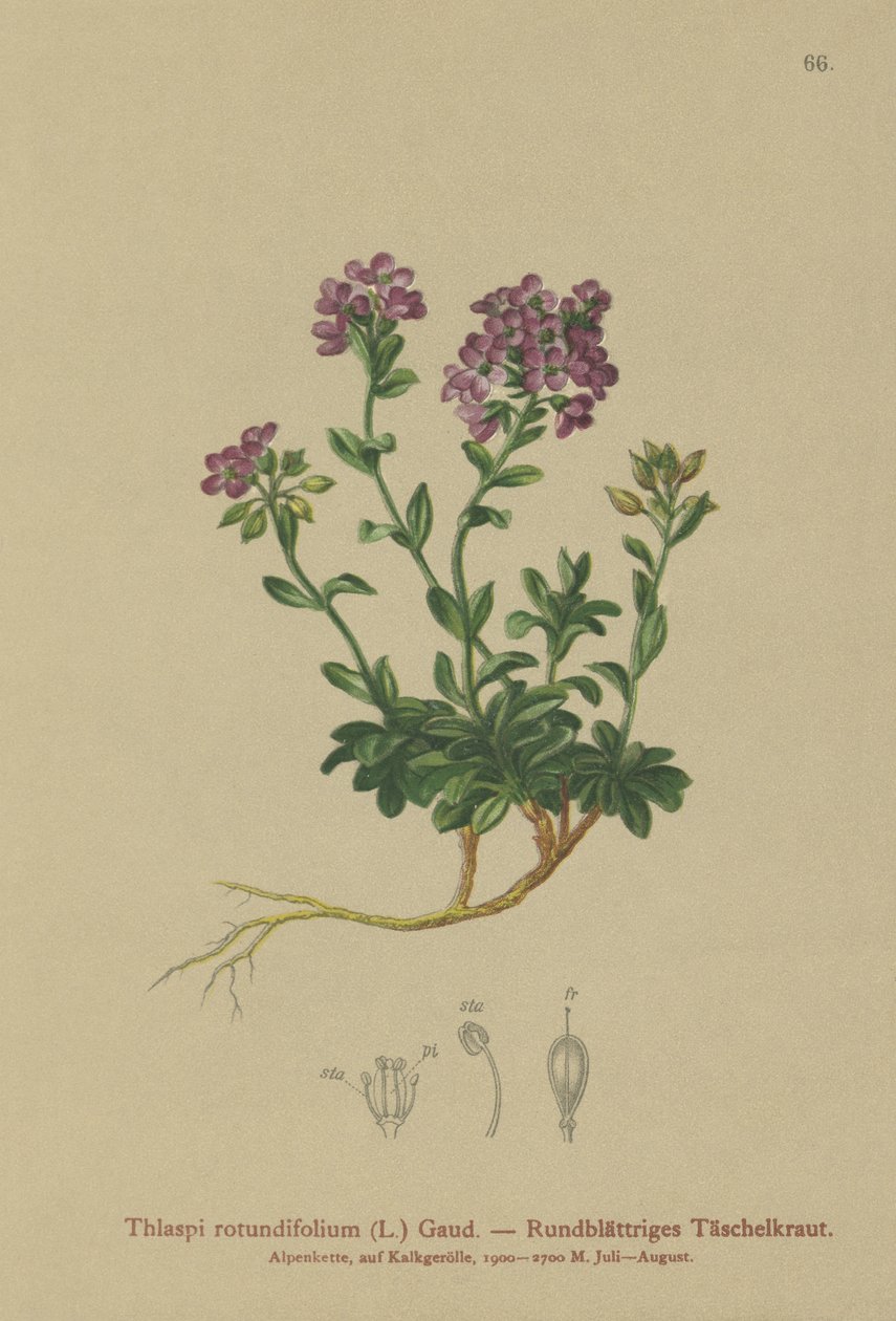 圆叶Pennycress（Thlaspi rotundifolium，Noccaea rotundifolia，Thlaspi cepaeifolium subsp.rotundifolium） 作者 德国学校