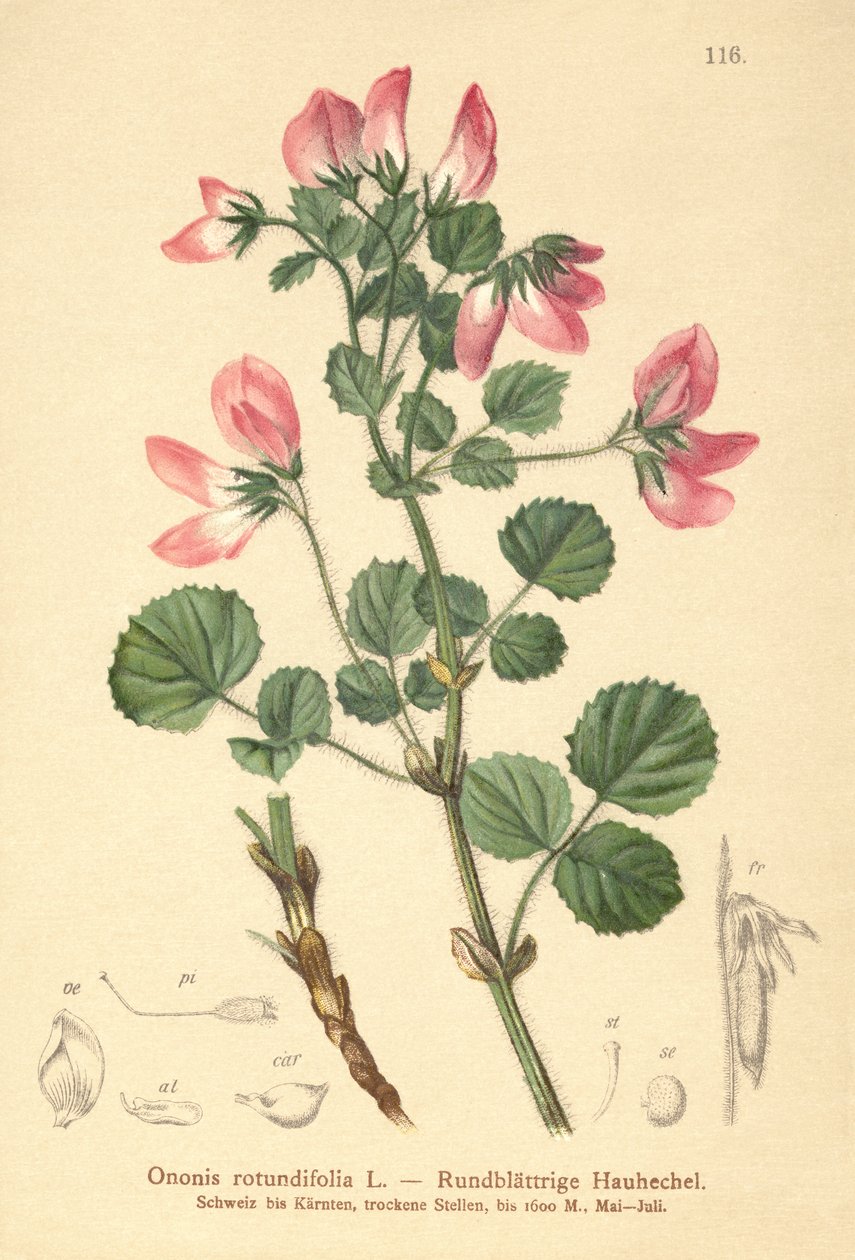 圆叶Restharrow（Ononis rotundifolia，Ononis tribracteata） 作者 德国学校