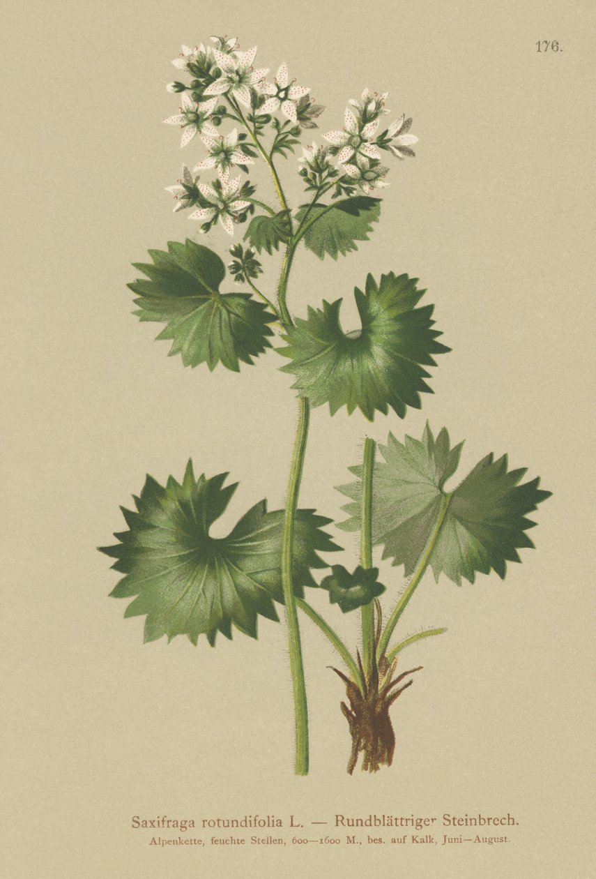 圆叶Saxifrage（Saxifraga rotundifolia） 作者 德国学校