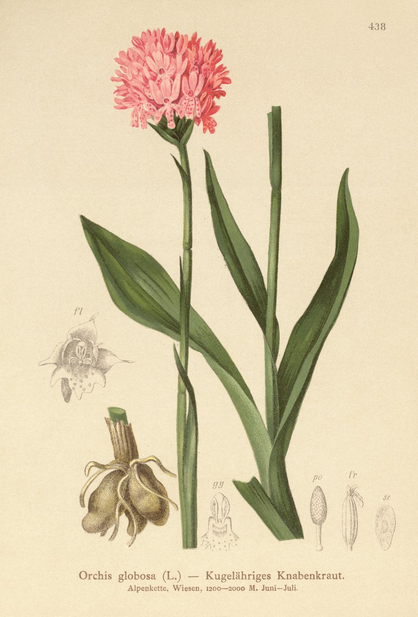 圆头兰花（Orchis globosa，Traunsteinera globosa） 作者 德国学校