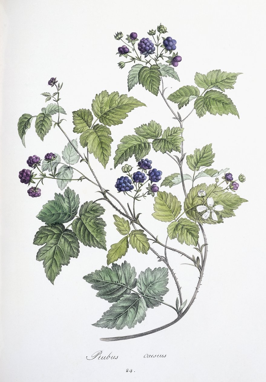 布什被指派，1811-1818年 作者 德国学校