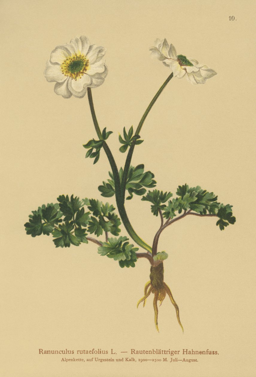 Rue离开Crowfoot（Ranunculus rutaefolius） 作者 德国学校