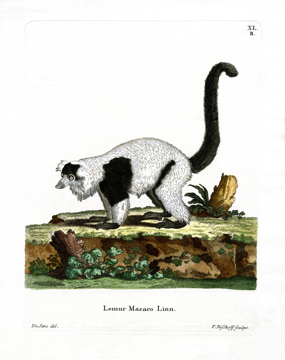 Ruffed Lemur (彩色雕刻) 作者 德国学校
