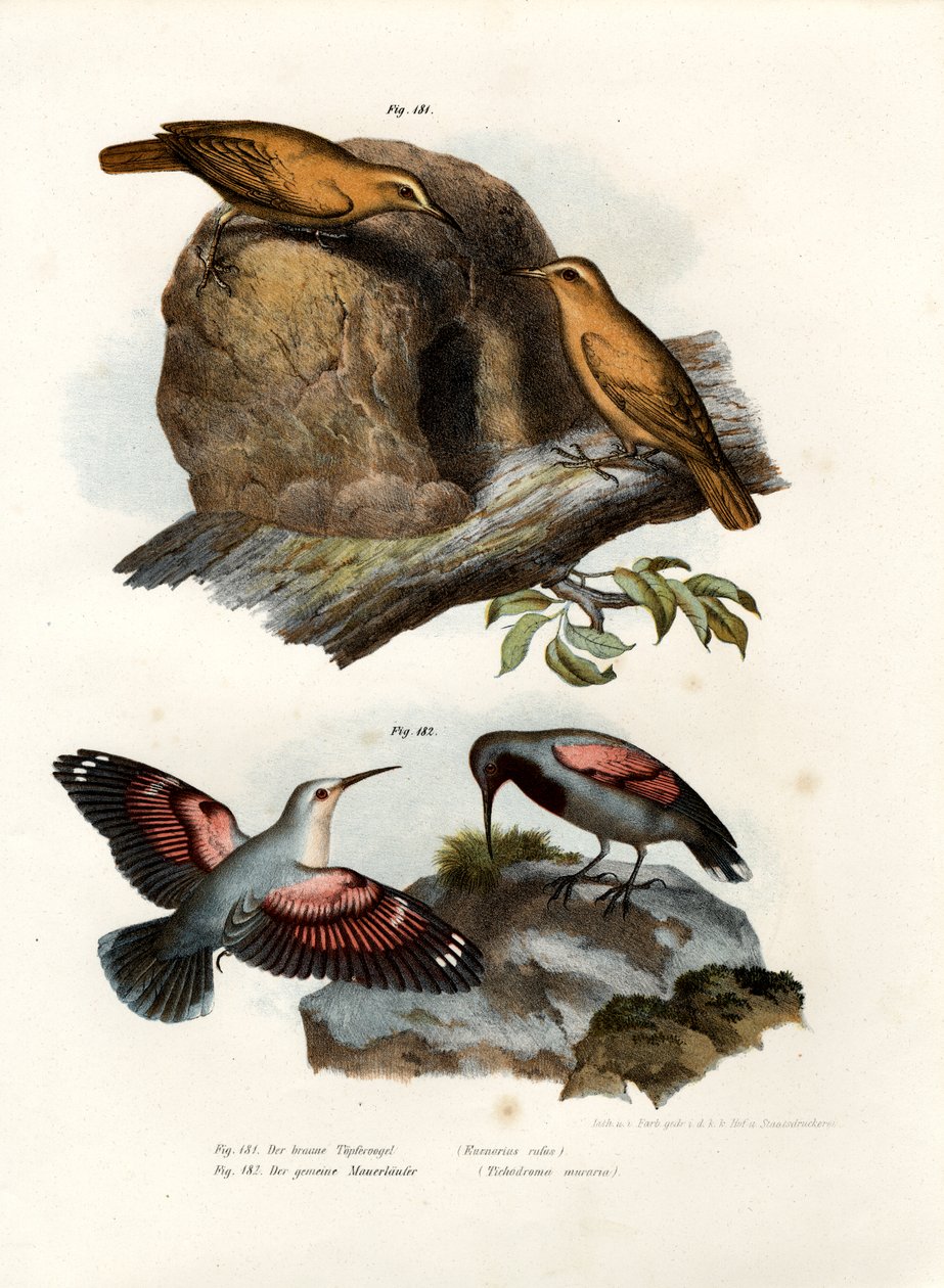 Rufous Hornero，1864年 作者 德国学校