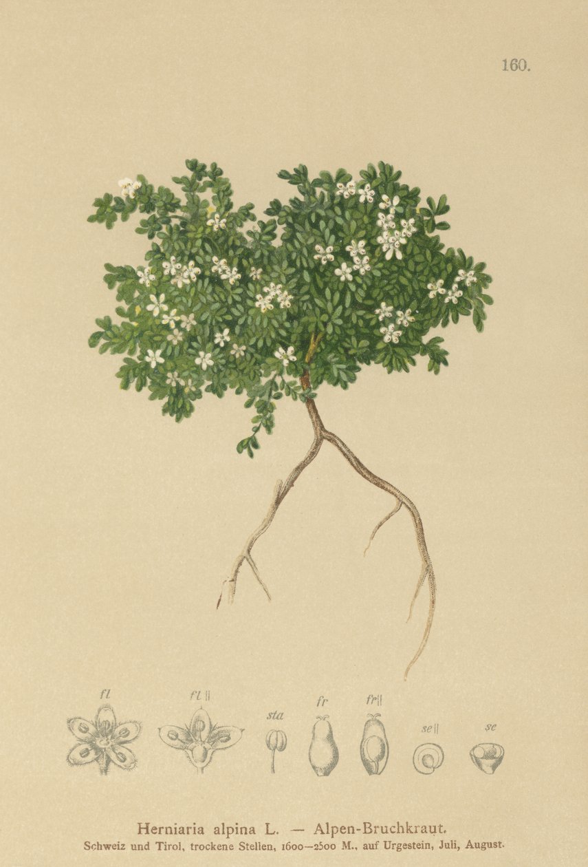 Rupturewort（Herniaria alpina，Herniaria ciliolata） 作者 德国学校