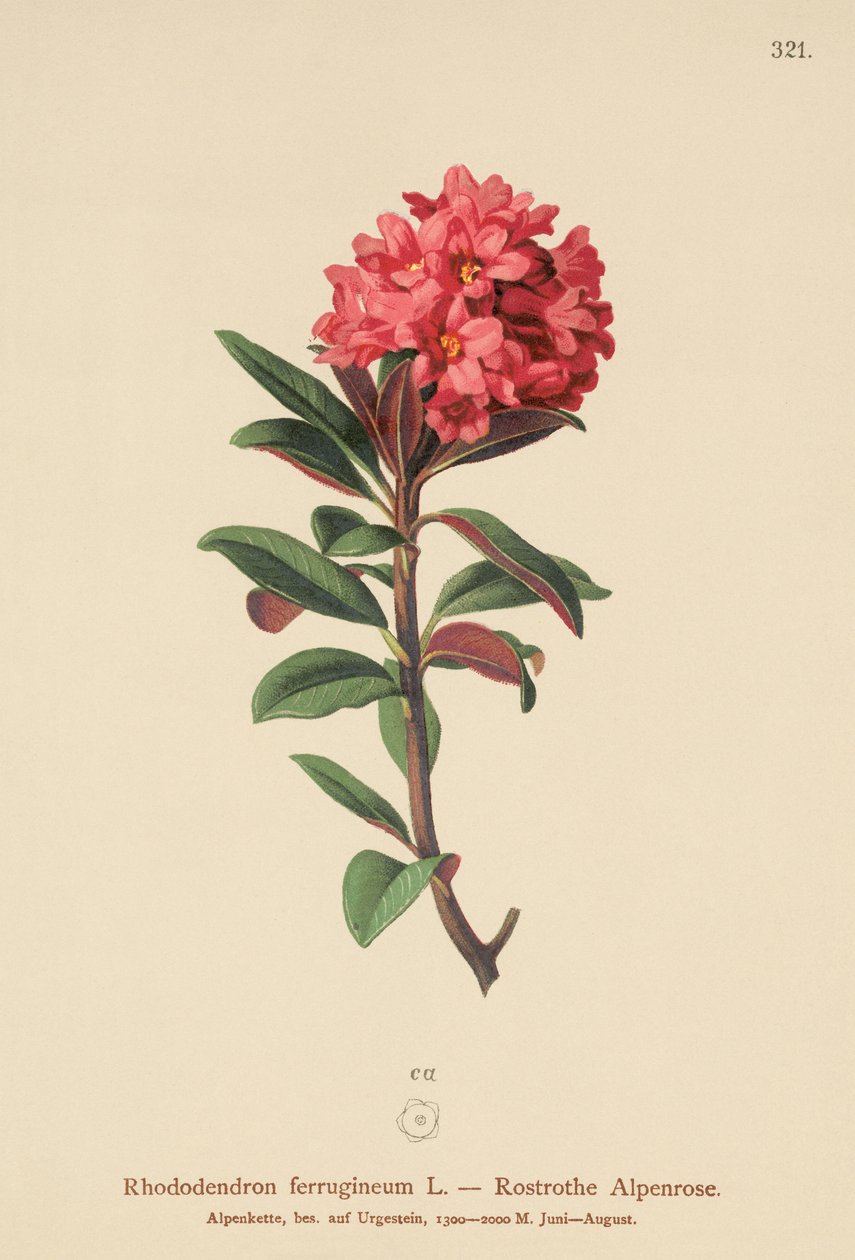 生锈的叶子Alpenrose（杜鹃花） 作者 德国学校