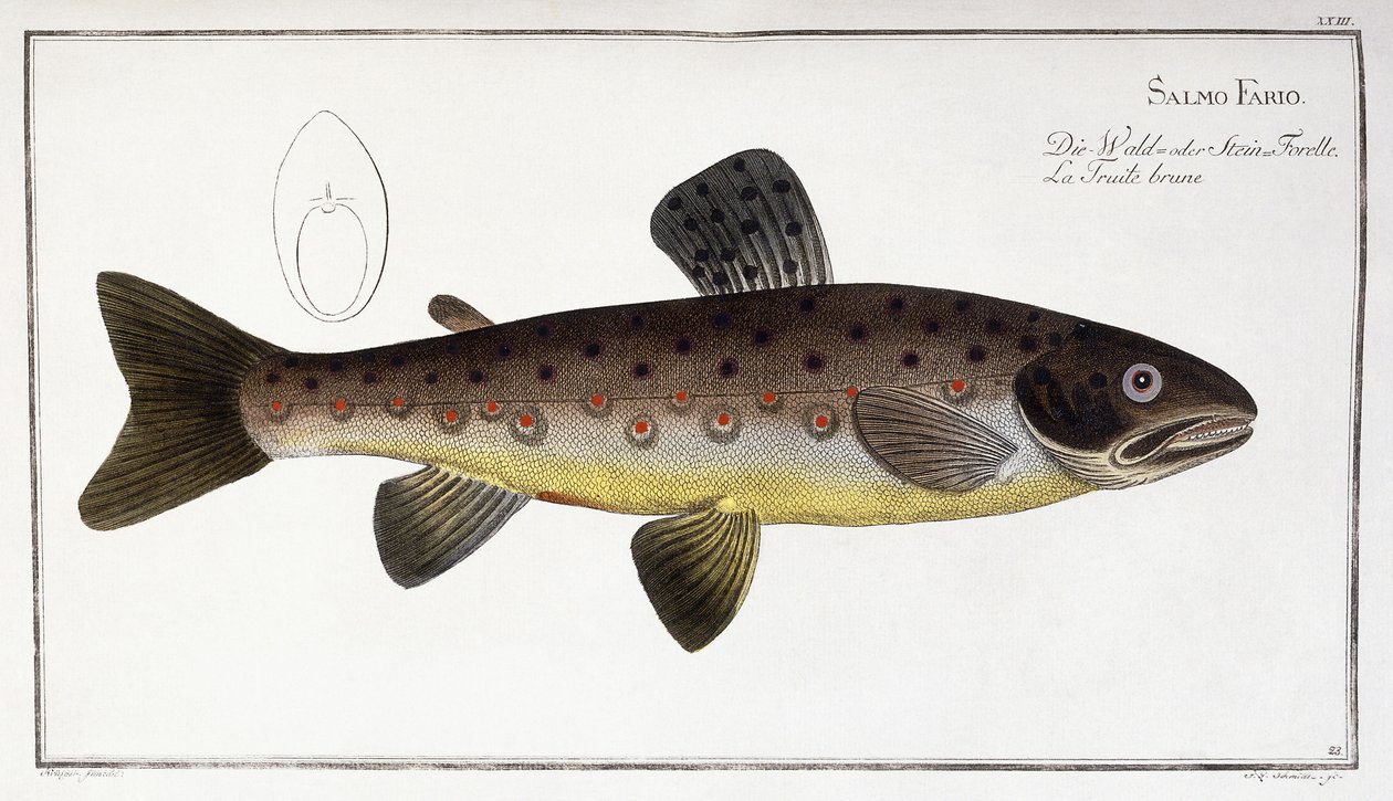 萨尔莫·法里奥（Salmo Fario） 作者 德国学校