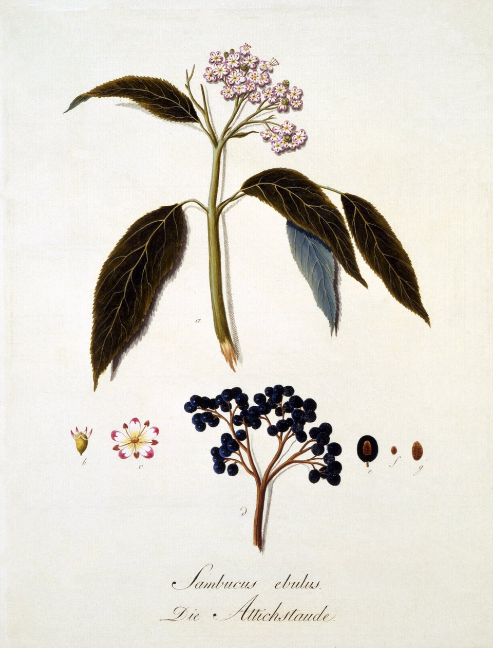 Sambucus Ebulus，出自 Johann Daniel von Reitter 的“对所有木材物种的综合研究”，出版于 1803-05 年（彩色雕刻） 作者 德国学校