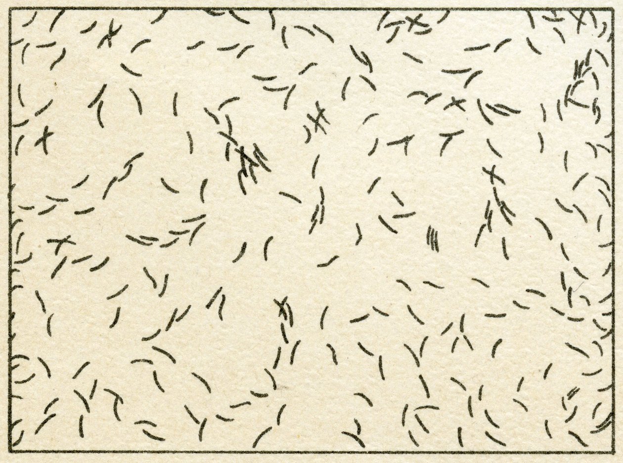 自来水中的细菌样本c.1890（彩色石版画） 作者 德国学校