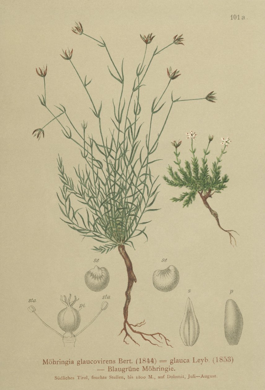 Sandwort（Moehringia glaucovirens，Möhringiaglaucovirens，Möhringialauca，Moehringia glauca，Arenaria glaucovirens） 作者 德国学校