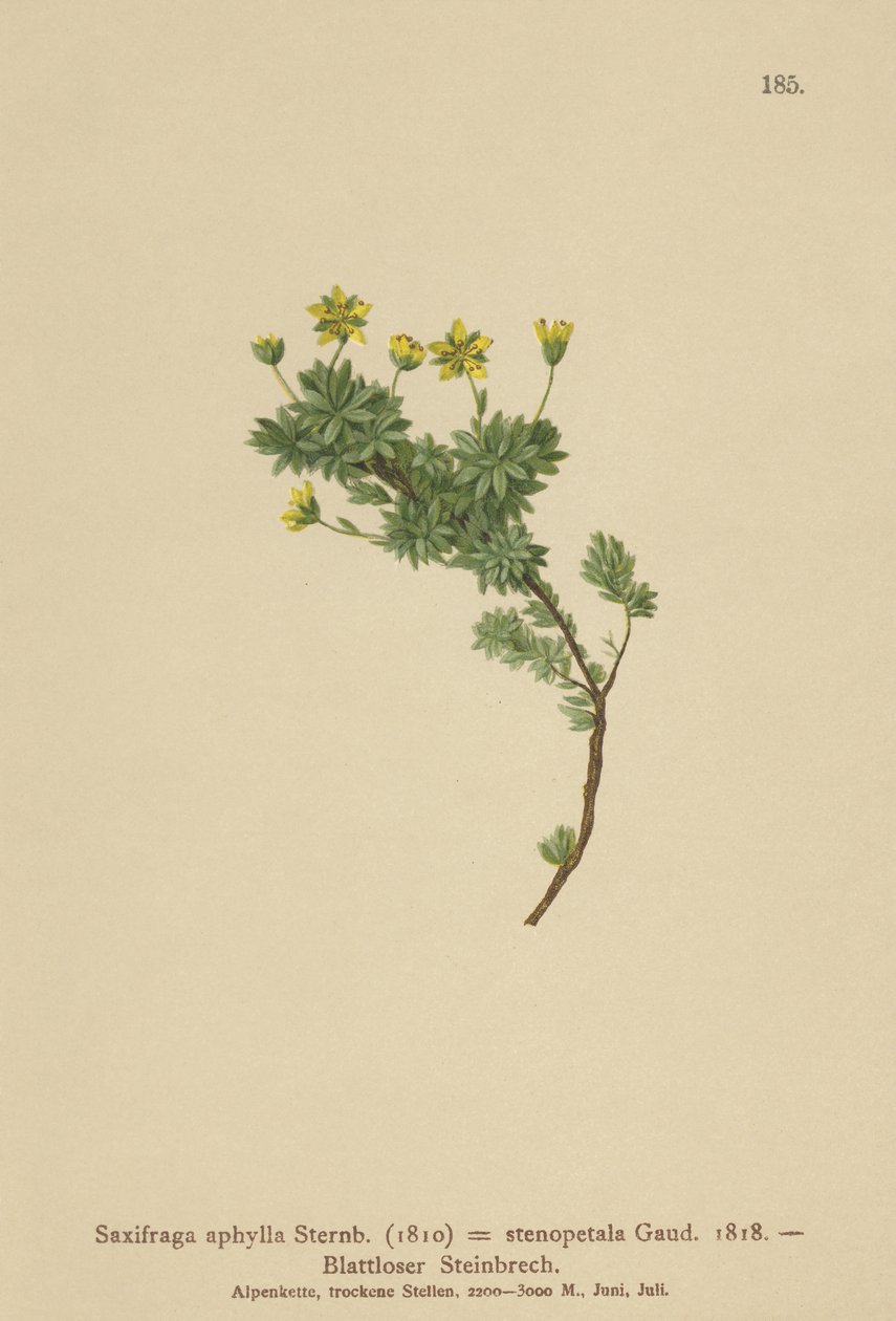 虎耳草（Saxifraga aphylla，Saxifraga stenopetala） 作者 德国学校