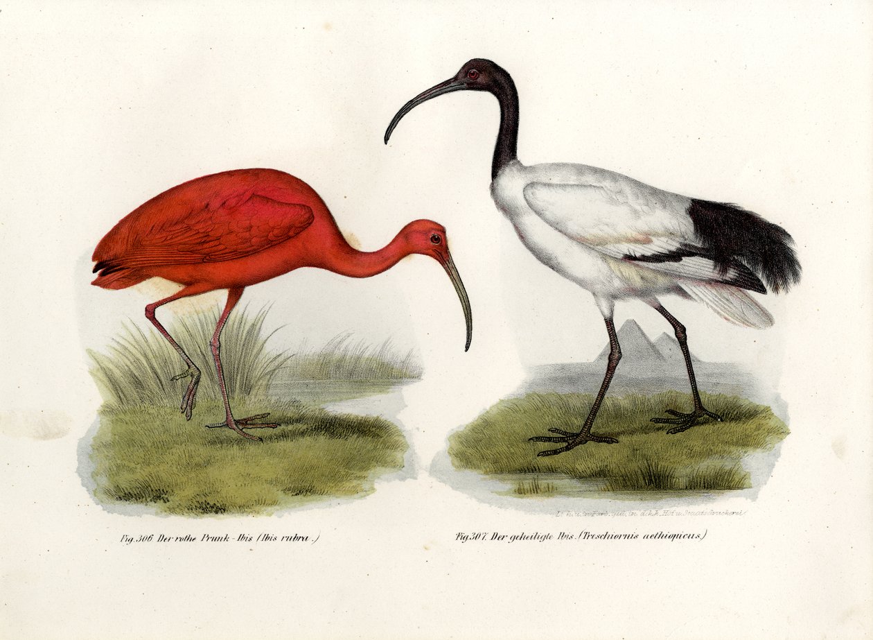 Scarlet Ibis，1864 作者 德国学校