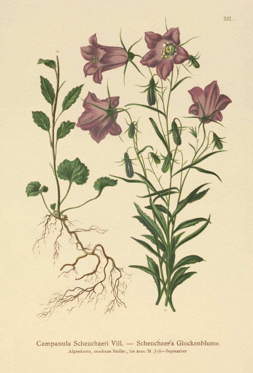 Scheuchzer的贝尔弗劳尔（Campanula Scheuzeri） 作者 德国学校