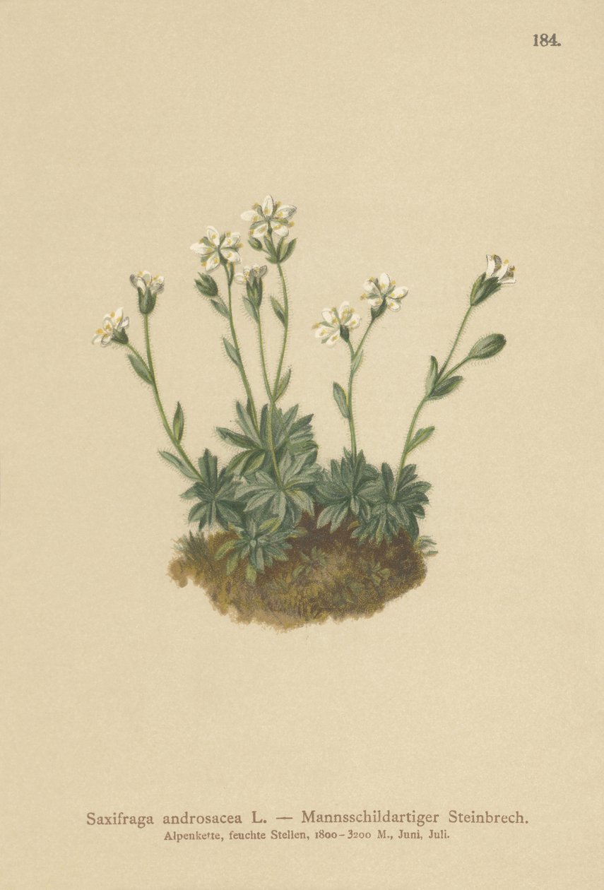 Scree Saxifrage（Saxifraga androsacea） 作者 德国学校