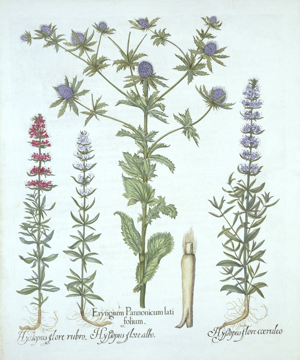 Sea Holly和三种Hyssop，来自Hortus Eystettensis，由Basil Besler（1561-1629），酒吧。 1613（手工雕刻） 作者 德国学校