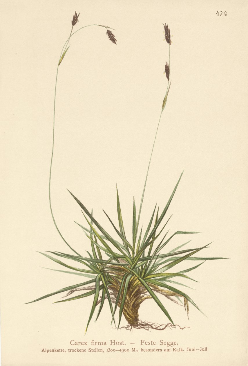 薹（Carex firma） 作者 德国学校