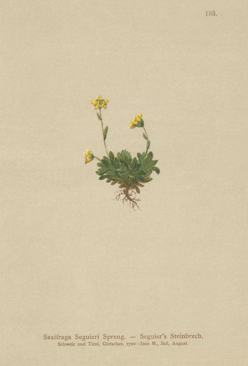 关注Saxifraga（Saxifraga Seguieri） 作者 德国学校