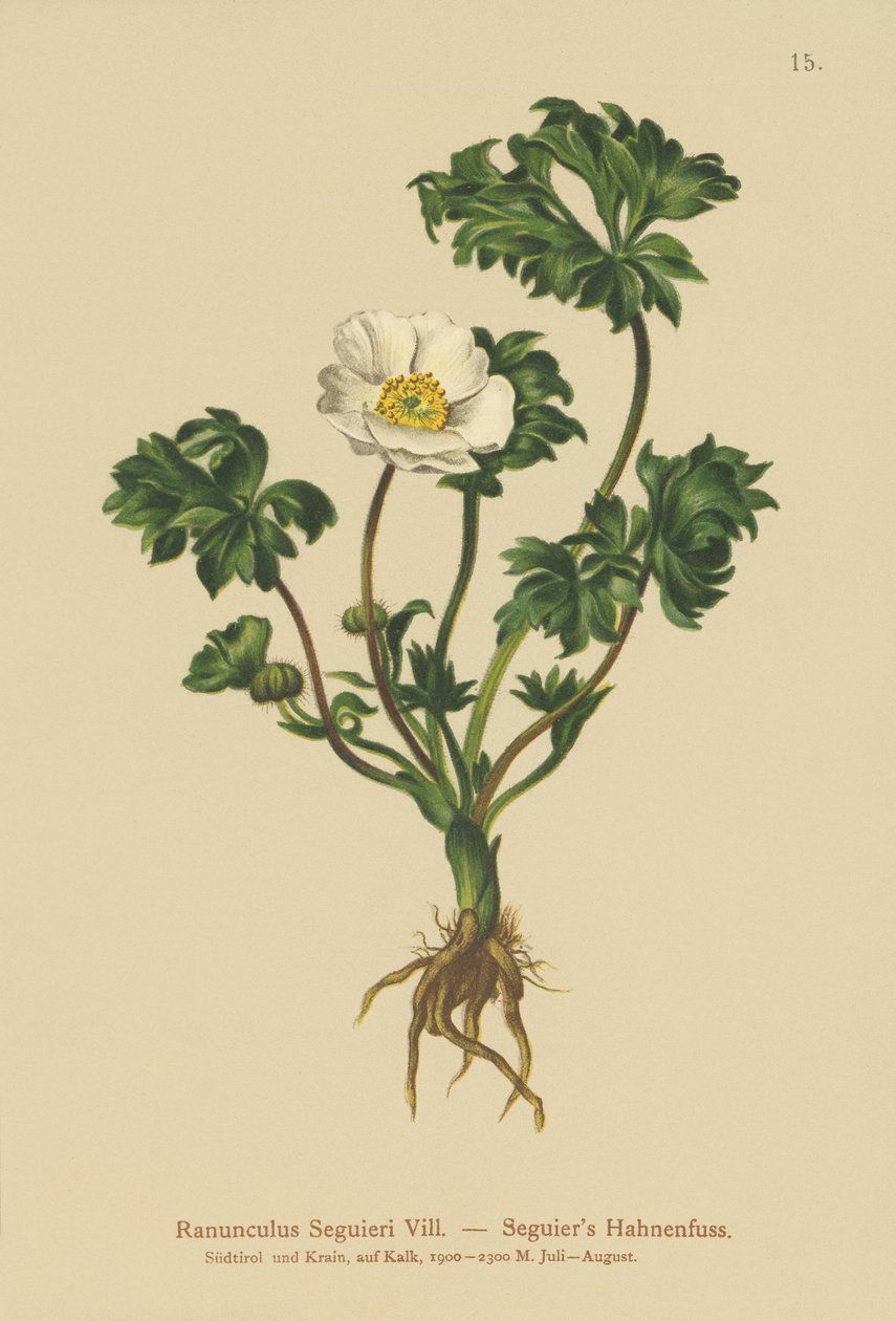 追随者Crowfoot（Ranunculus Seguieri） 作者 德国学校