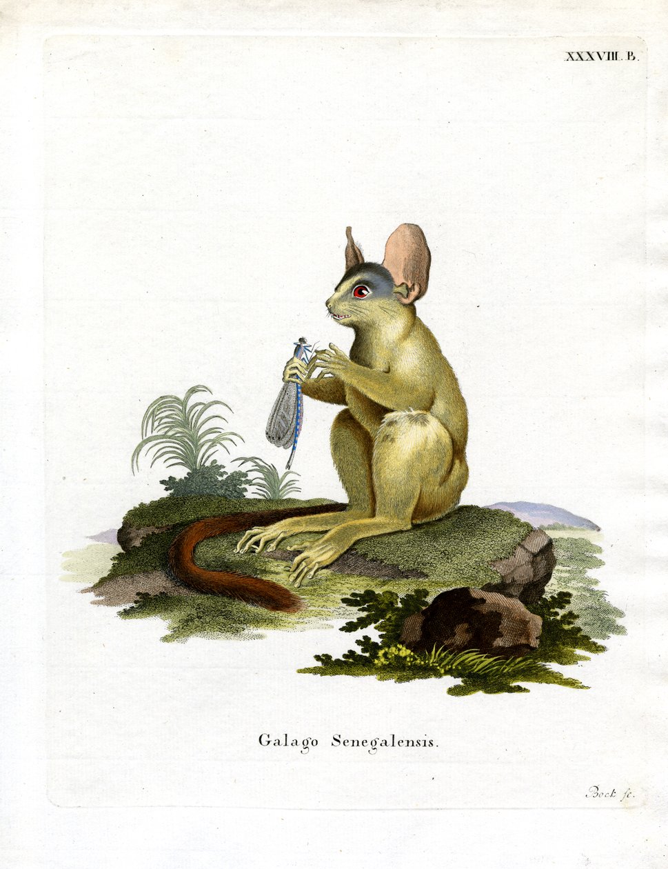 塞内加尔 Bushbaby（彩色雕刻） 作者 德国学校