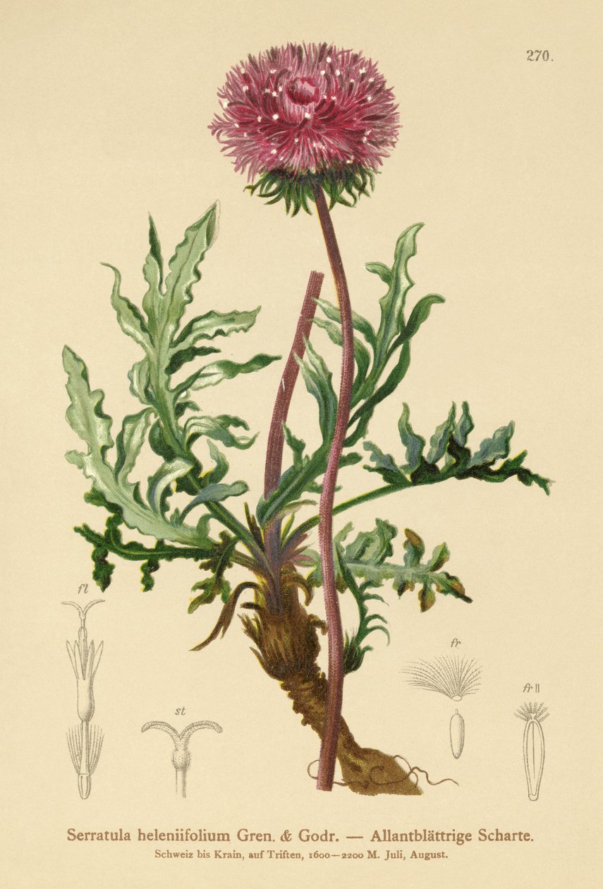 Serratula（Serratula heleniifolium） 作者 德国学校