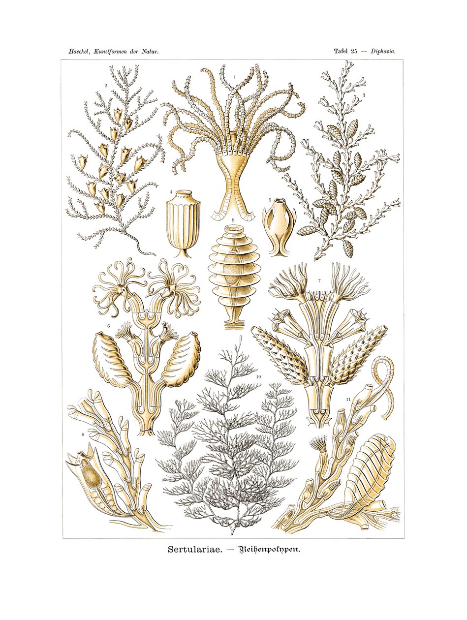 Sertulariae，1899-1904 作者 德国学校