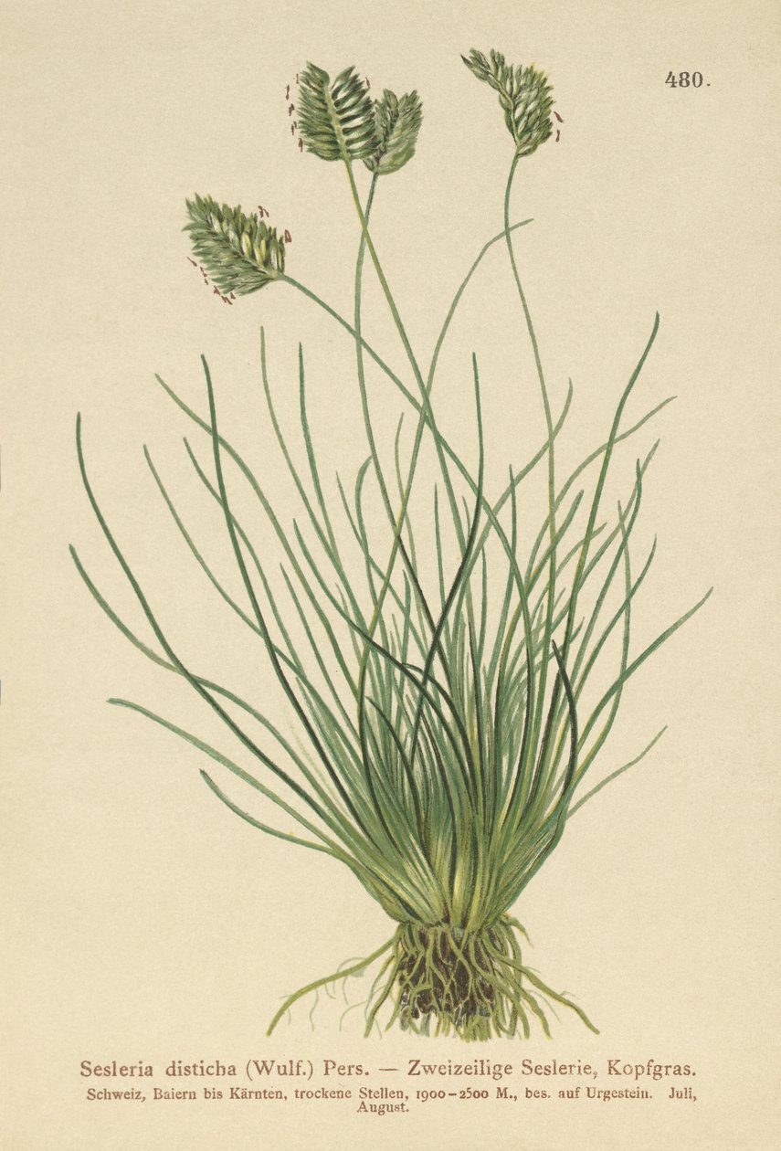 Sesleria（Sesleria disticha，Oreochloa disticha） 作者 德国学校