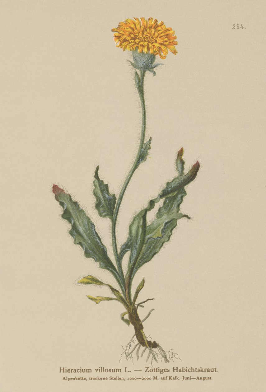 毛茸茸Hawkweed（Hieracium villosum） 作者 德国学校