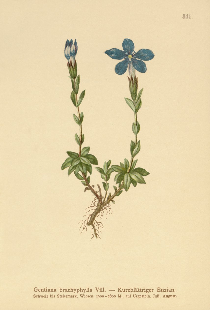 短叶龙胆（龙胆（Gentiana brachyphylla）） 作者 德国学校