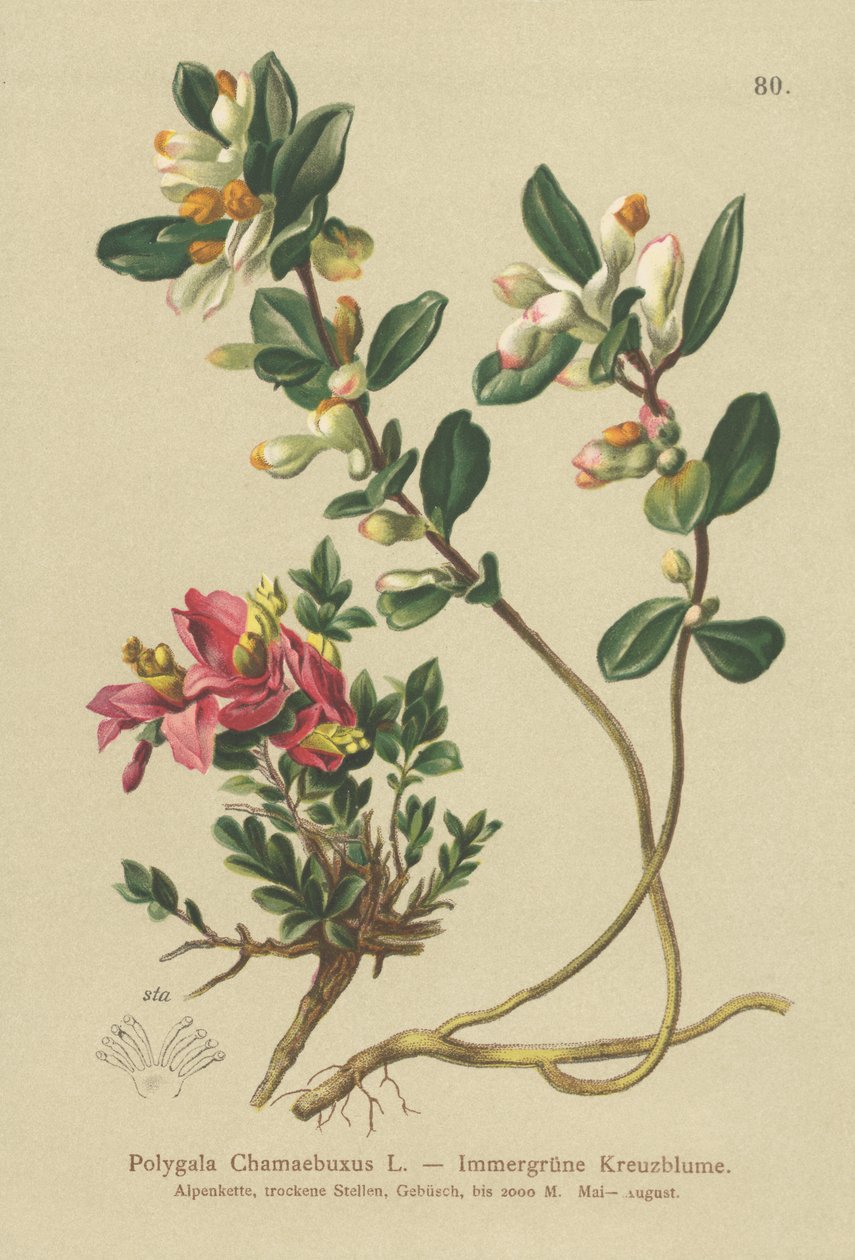 灌木金龟子（Polygala Chamaebuxus） 作者 德国学校