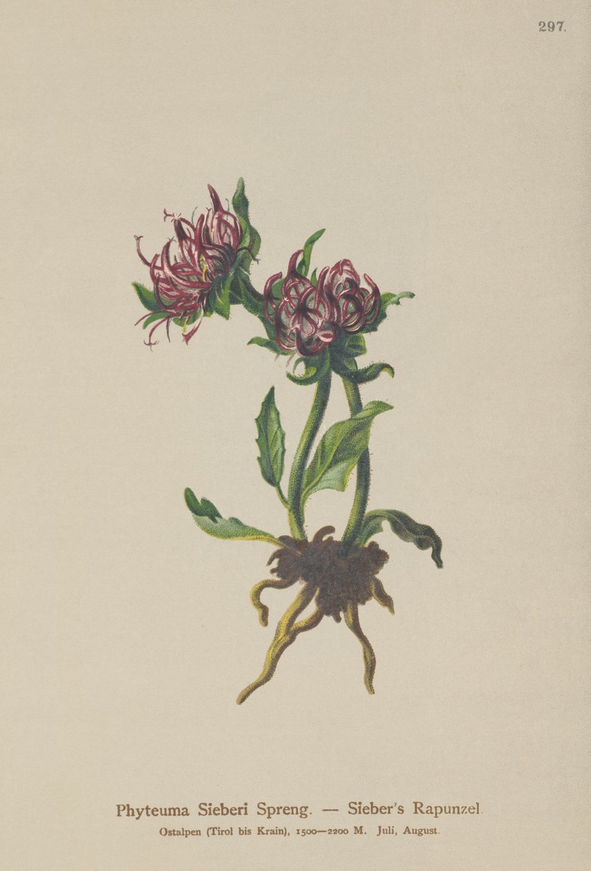 Sieber&39;s Rampion（Phyteuma Sieberi） 作者 德国学校