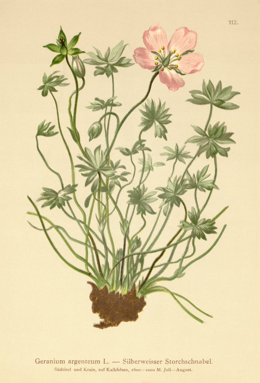 银色起重机比尔（Geranium argenteum） 作者 德国学校