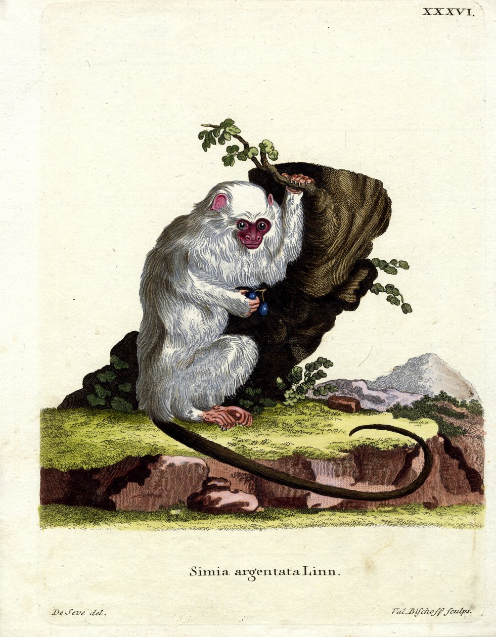 Silvery Marmoset（彩色雕刻） 作者 德国学校
