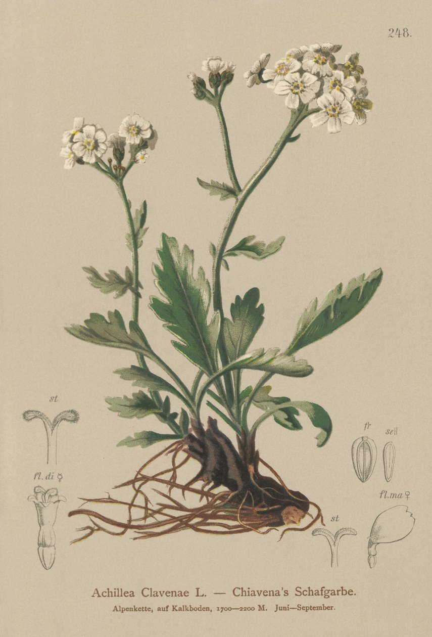 银色西洋蓍草（Achillea Clavenae） 作者 德国学校