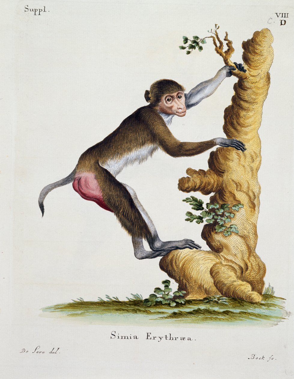 Simia erythraea，来自 Mammals，来自 Nature with descriptions，作者：Johann Christian Daniel von Schreber（1739-1810），De Seve 绘制后由 IC Bock 雕刻 作者 德国学校