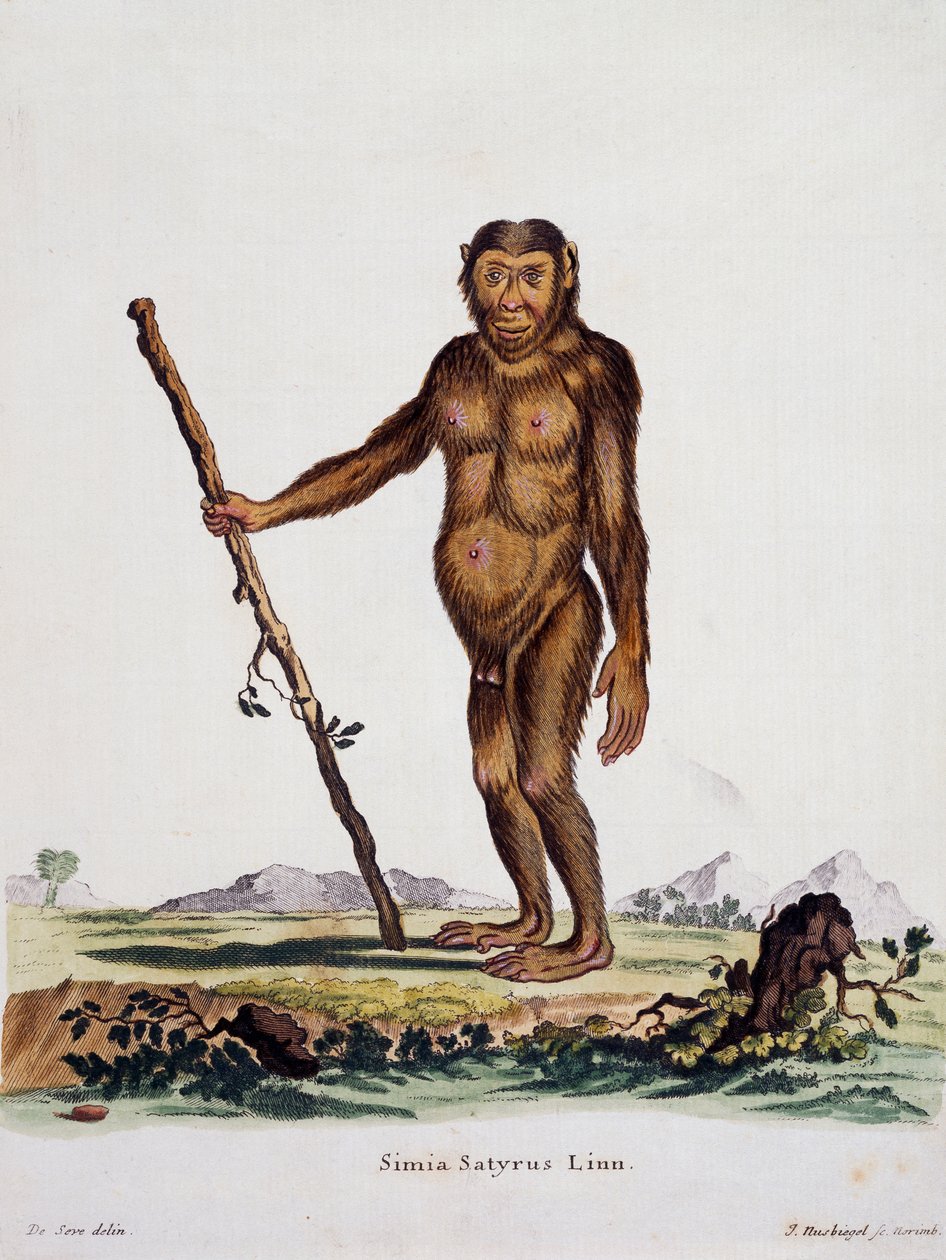 Simia satyrus，摘自《自然界中的哺乳动物》，作者Johann Christian Daniel von Schreber（1739-1810），I Nusbiegel根据De Seve的画作雕刻，德国 作者 德国学校