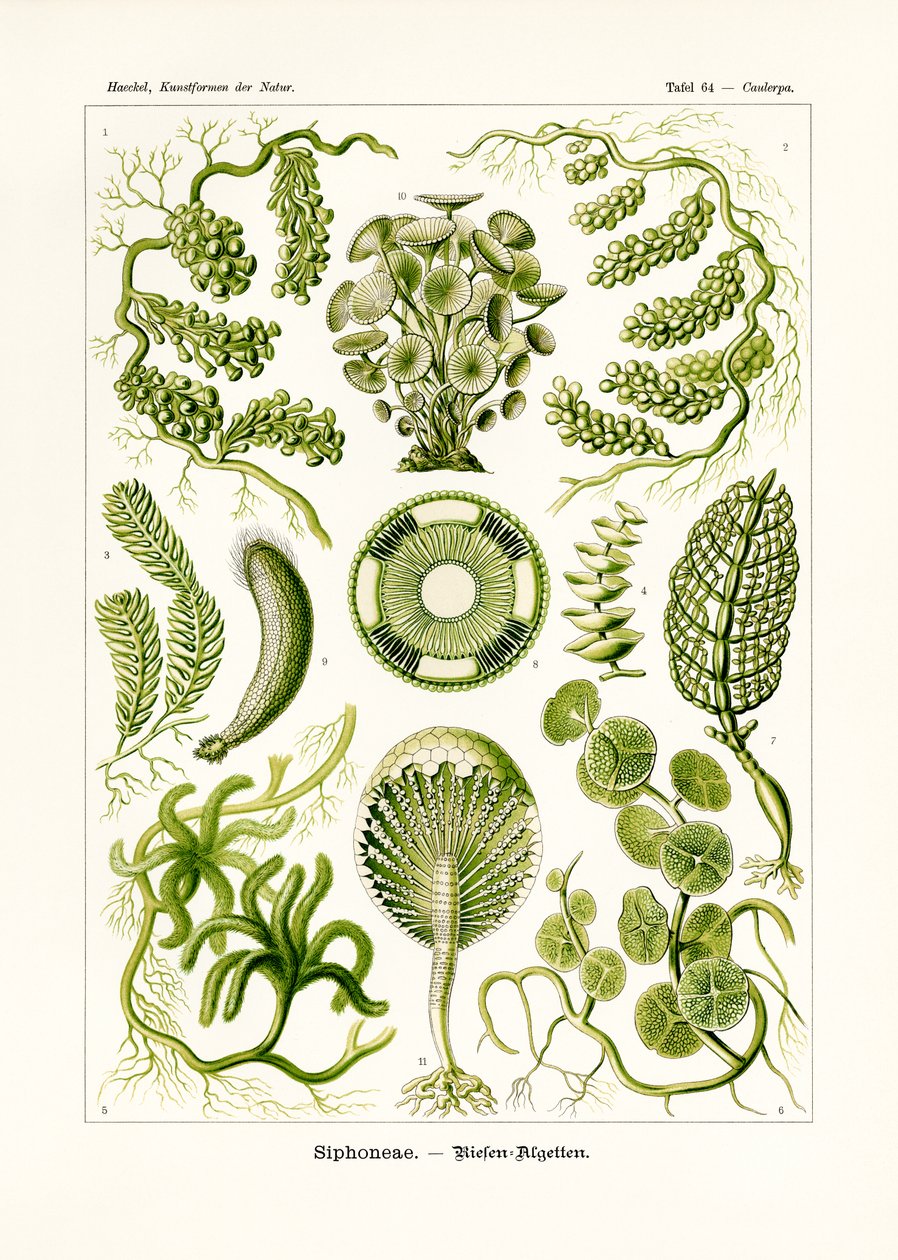 Siphoneae，1899-1904 作者 德国学校