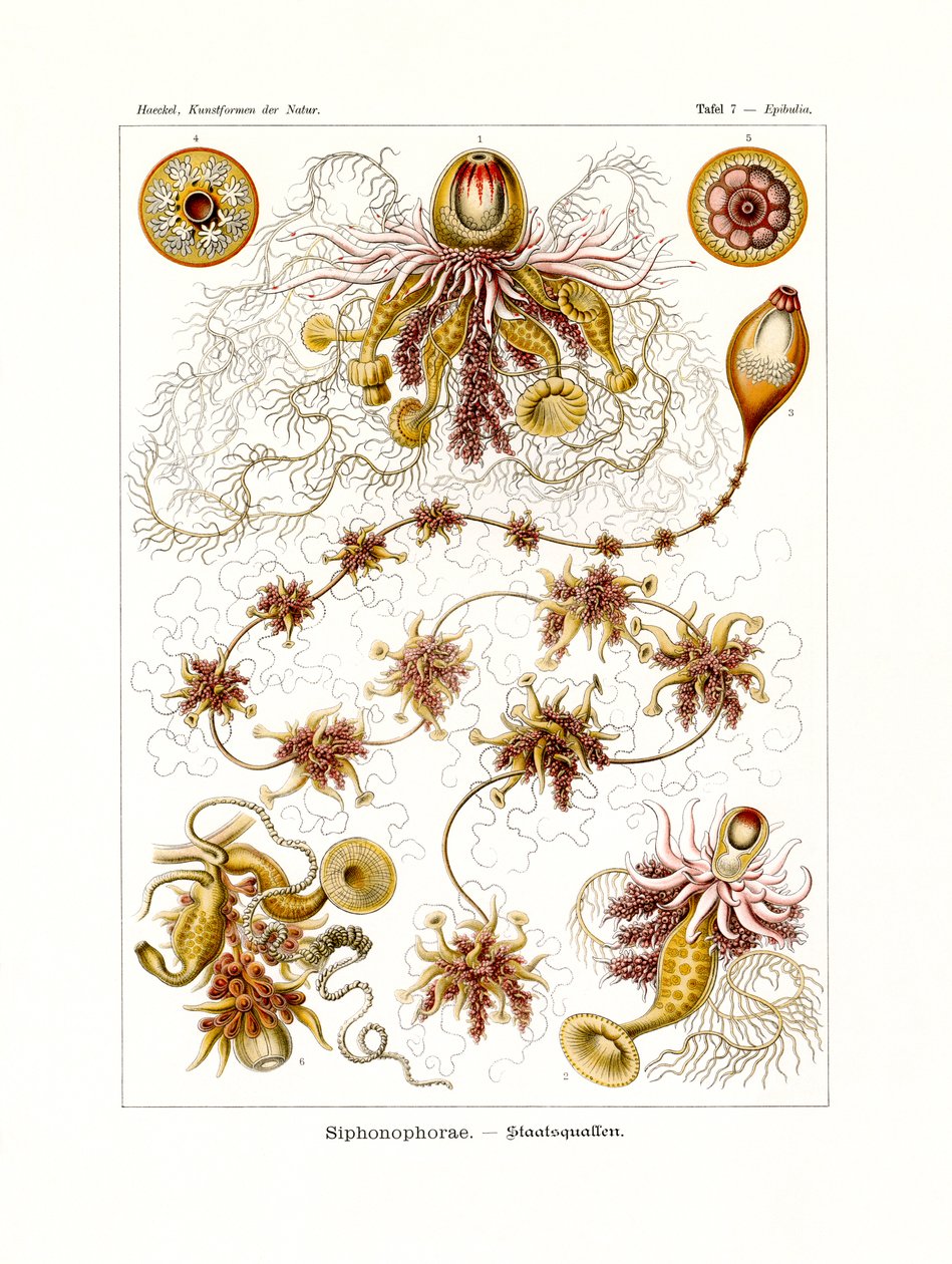 Siphonophorae，1899-1904 作者 德国学校