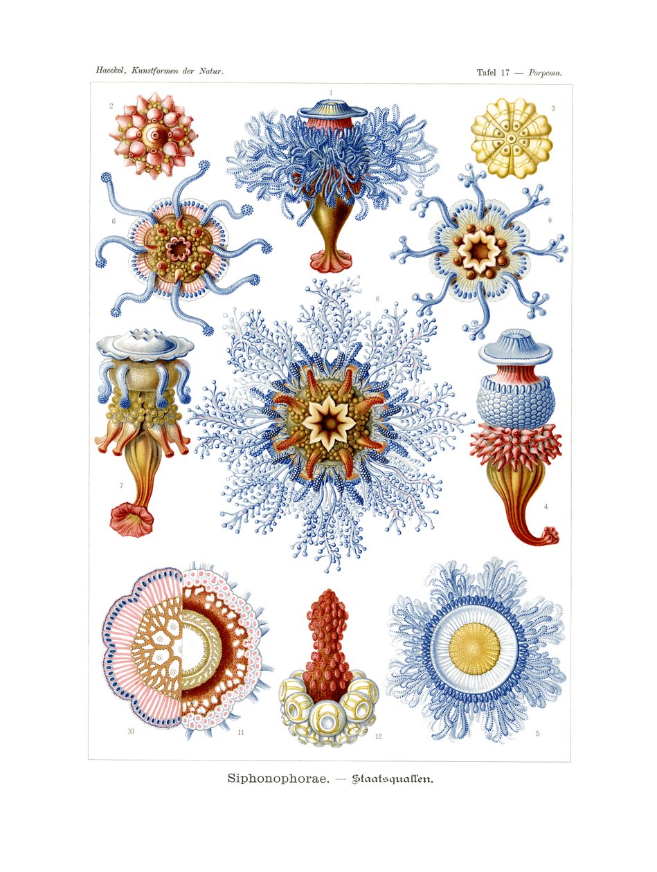 Siphonophorae，1899-1904 作者 德国学校