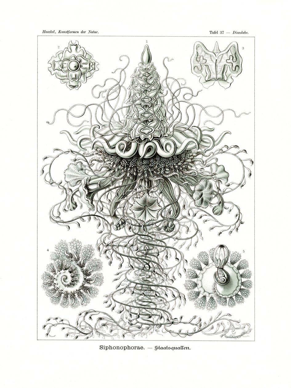 Siphonophorae，1899-1904 作者 德国学校