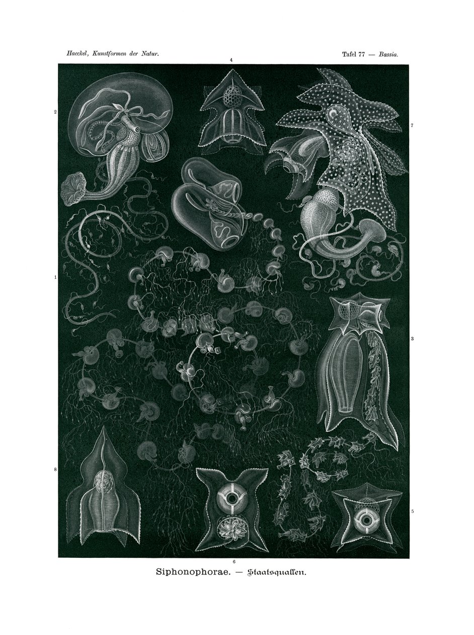 Siphonophorae，1899-1904 作者 德国学校