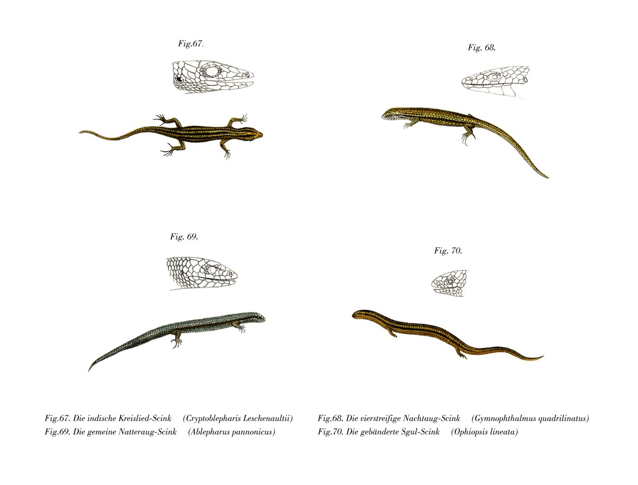 Skink（彩色石版画） 作者 德国学校