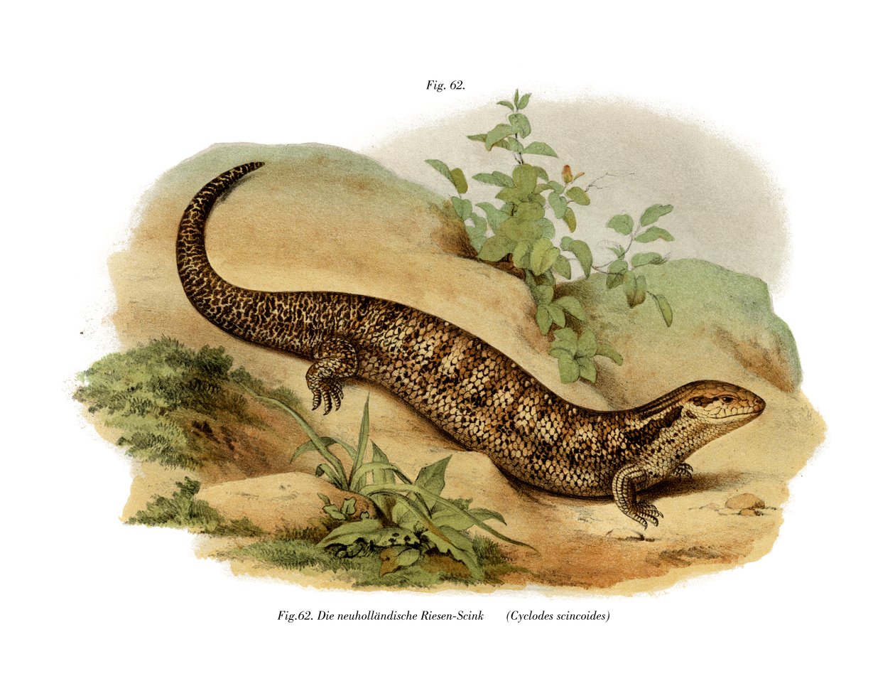 Skink（彩色石版画） 作者 德国学校