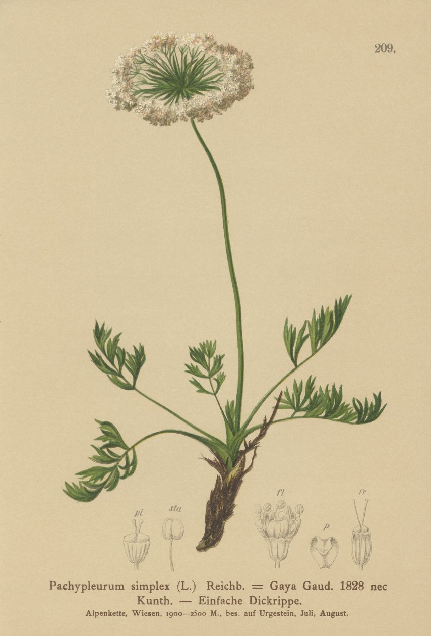 小高山独活草（Pachypleurum mutellinoides，Pachypleurum simplex Pachypleurum alpinum，Pachypleurum simplex，Neogaya simplex，Gaya simplex，Ligusticum simplex） 作者 德国学校