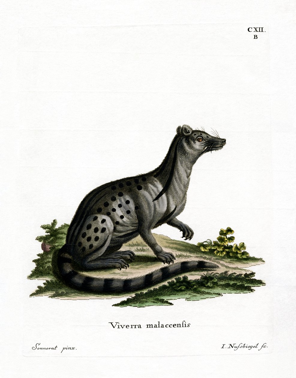Small Indian Civet (coloured engraving) 作者 德国学校