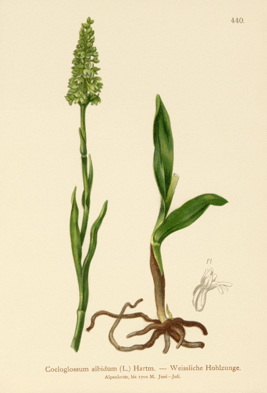 小白色兰花（Satyrium albidum，Coeloglossum albidum，Leucorchis albida，Bicchia albida，Pseudorchis albida） 作者 德国学校