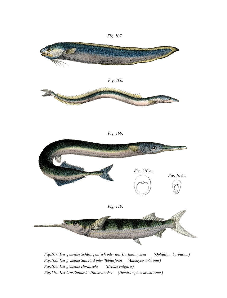 Snake Blenny（彩色石版画） 作者 德国学校