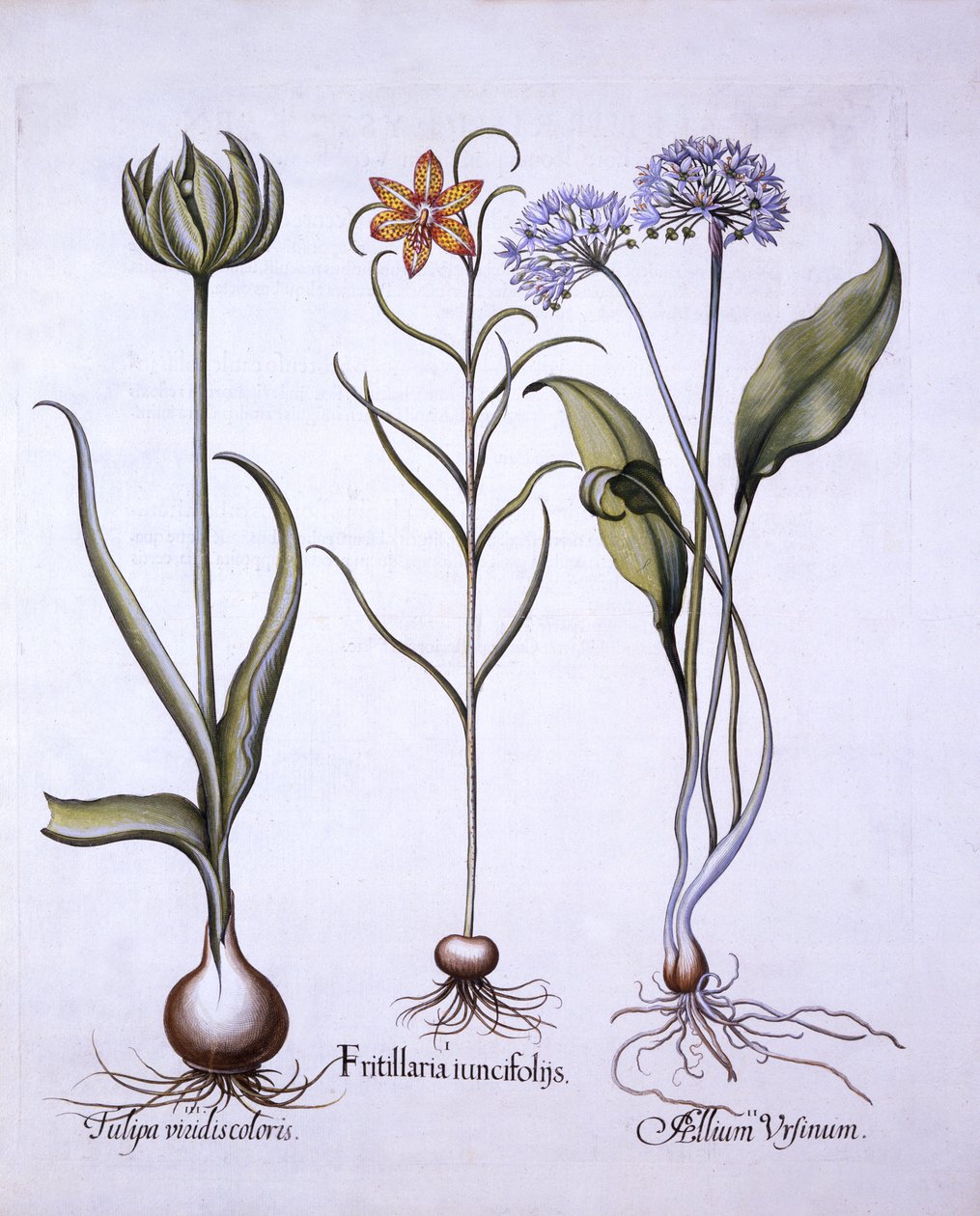 蛇头贝母，野生大蒜和郁金香，来自Hortus Eystettensis，由Basil Besler（1561-1629），酒吧。 1613（手工彩色雕刻） 作者 德国学校
