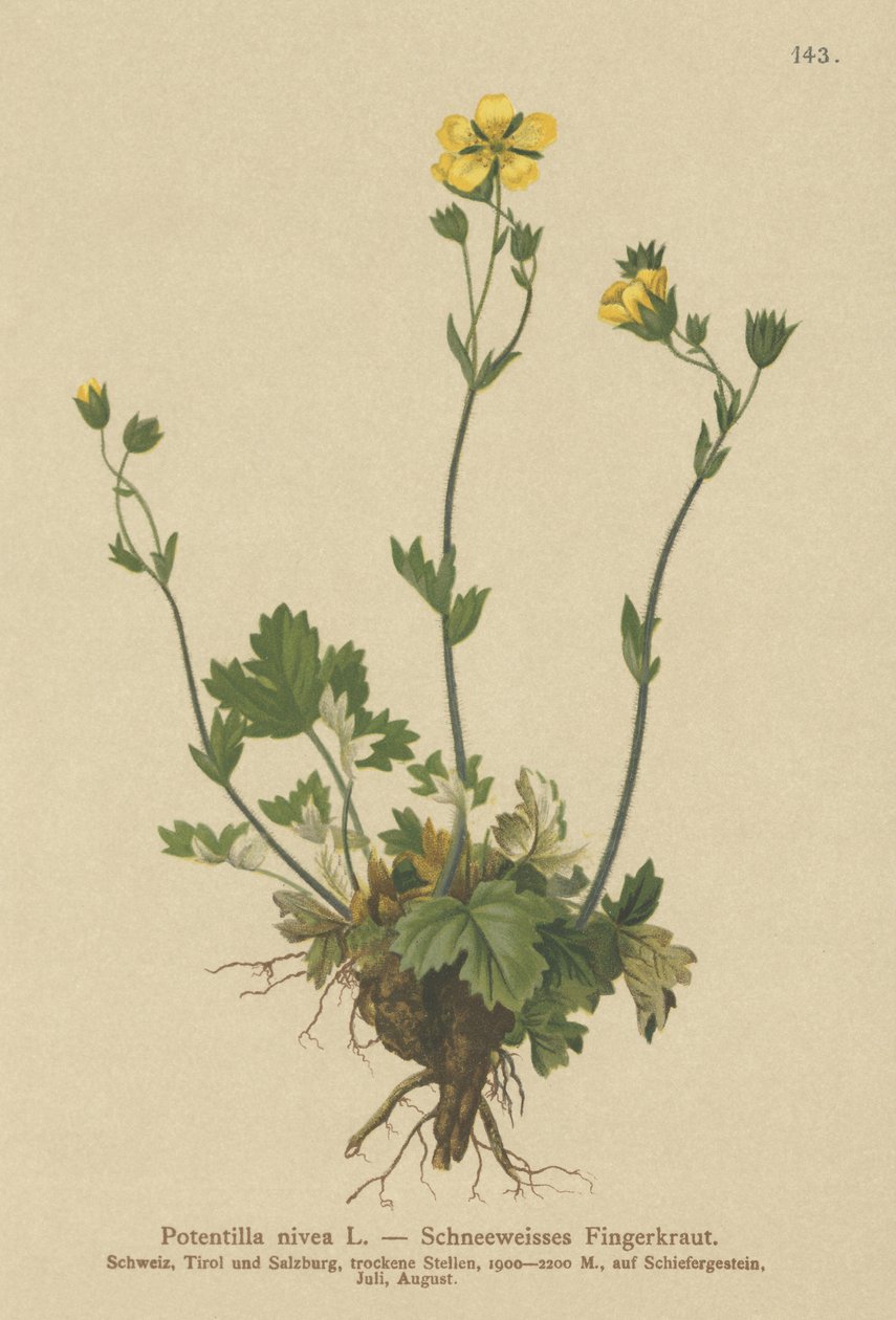 Snow Cinquefoil（Potentilla nivea） 作者 德国学校
